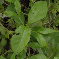 Pavetta indica L.